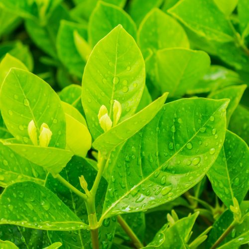 Soursop Leaves Powder